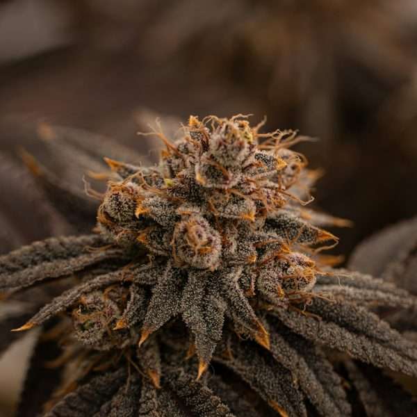 Wedding Pie (Bulk) cannabis flower